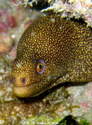 Spotted eel by Andres L-M_larraz 